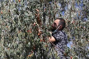 Üç Gün Sürecek ASÜ İğde Hasat Şenliği Başladı