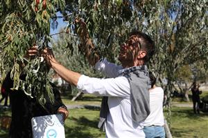 Üç Gün Sürecek ASÜ İğde Hasat Şenliği Başladı